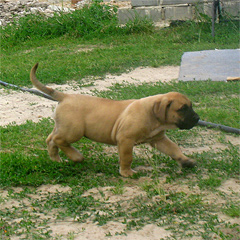 Szczeniak Presa Canario