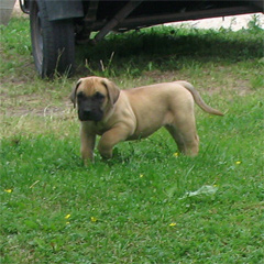 Szczeniak Presa Canario