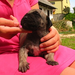 Szczeniaki Presa Canario