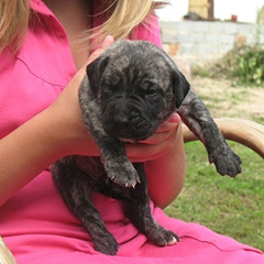 Szczeniaki Presa Canario