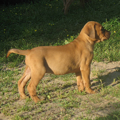 Szczeniaki Tosa Inu